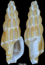 Raphitomidae species