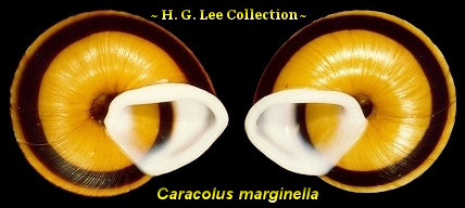 Reverse Coiled Gastropods ~ H. G. Lee Collection ~