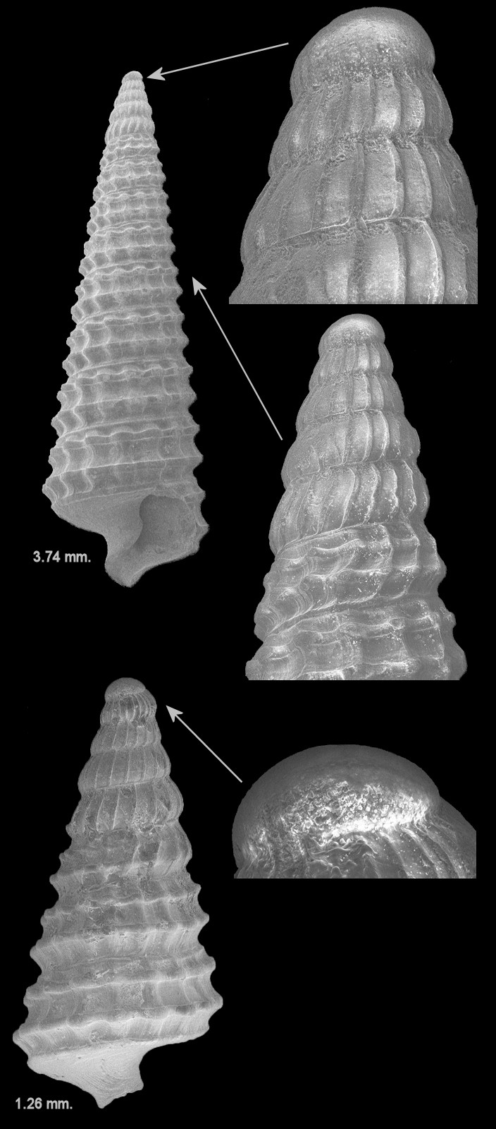 Retilaskeya species Fossil