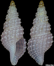 Rimosodaphnella tenuipurpurata Bonfitto and Morassi, 2013