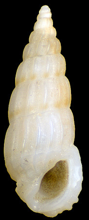Rissoina (Rissolina) plicatula A. Gould, 1861