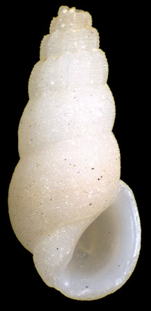 Rissoina opalia Faber, 2013