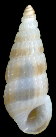 Rissoina (Apataxia) cerithiiformis Tryon, 1887