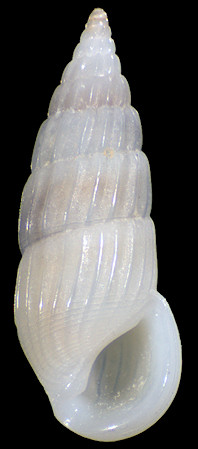 Rissoina ambigua (A. Gould, 1849)