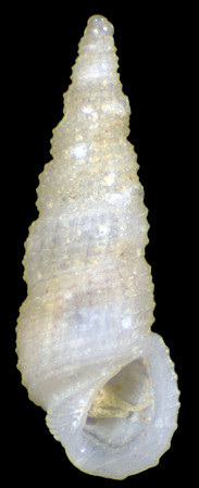 Phosinella angusta (Laseron, 1956)