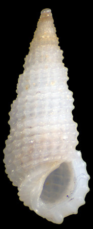 Phosinella sp. cf. P. dunkeriana (Kuroda and Habe, 1961), P. hystrix (Souverbie, 1877), P. teres (Brazier, 1877), etc.