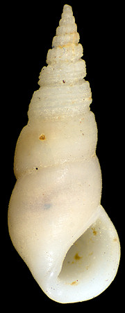 Moerchiella antoni (Schwartz von Mohrenstern, 1860)