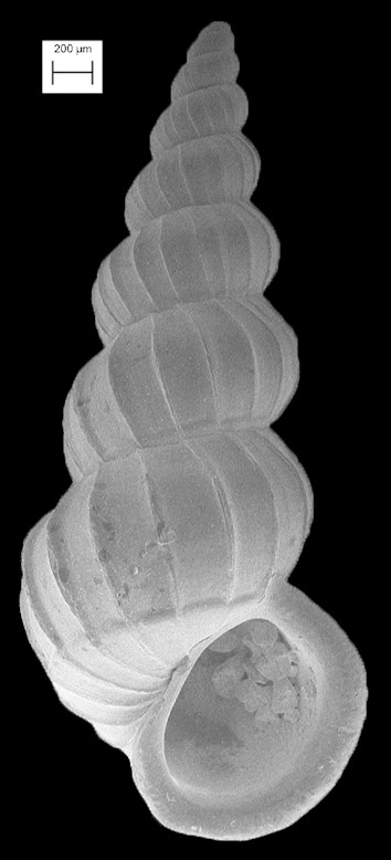 Gyroscala rupicola (Kurtz, 1860) Fossil