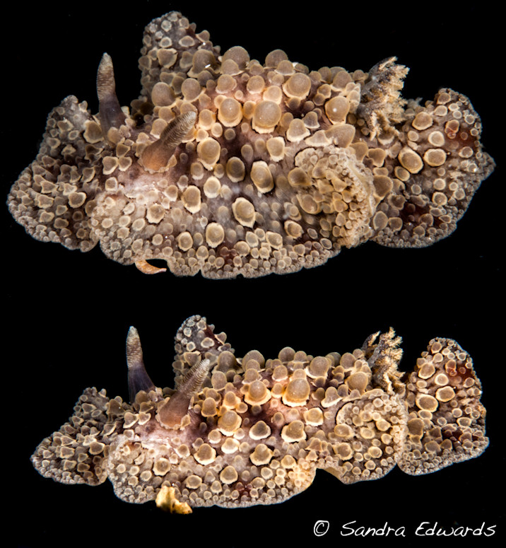 Carminodoris species (undescribed)