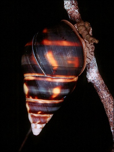 Liguus fasciatus Mller 1774 Florida Tree Snail specimen expelling feces