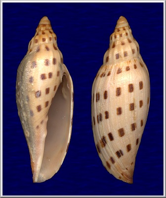 Scaphella dubia (Broderip, 1827) Dubious Volute