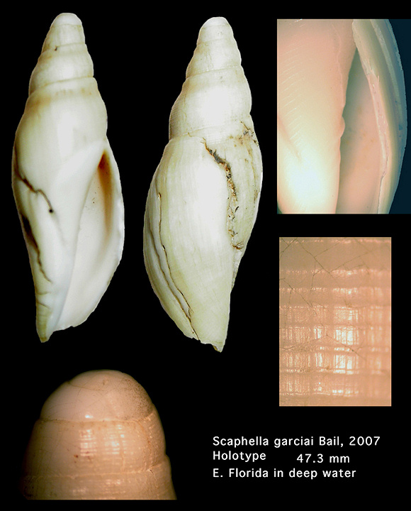 Scaphella garciai Bail, 2007 (holotype)