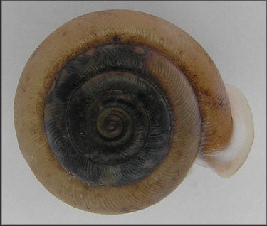 Daedalochila bicornuta (Pilsbry, 1900) Two-horn Liptooth