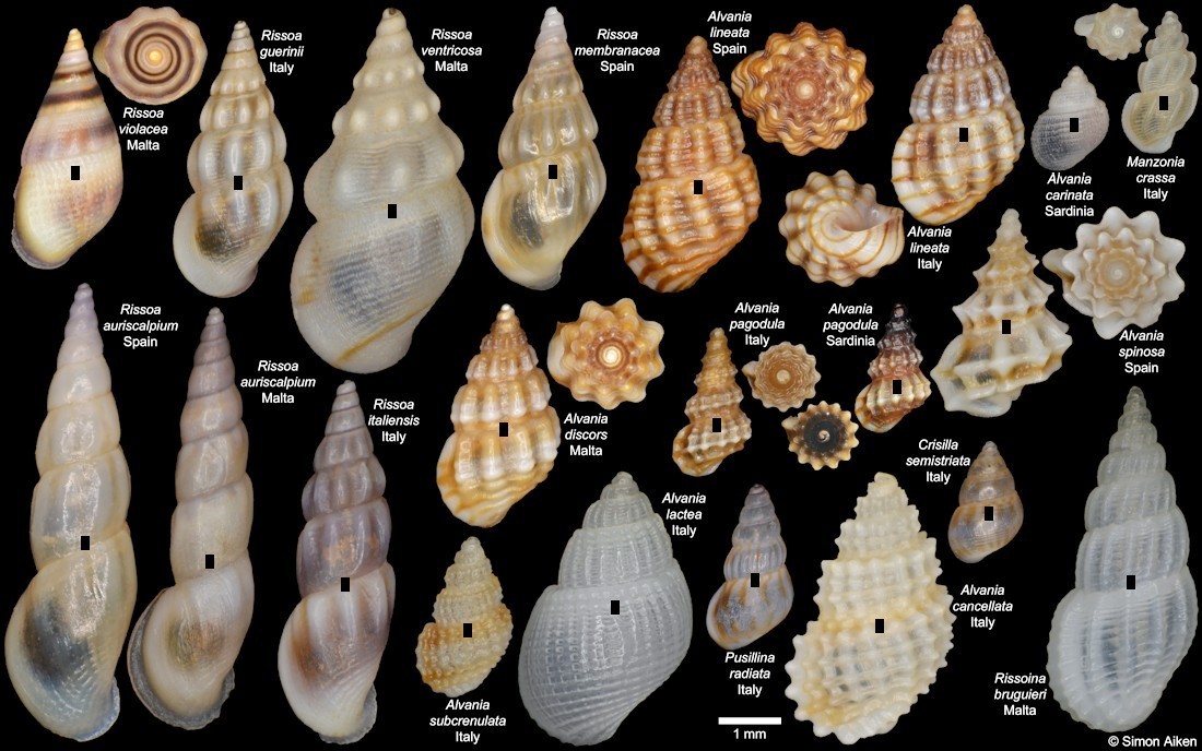 Selected Rissoidae Of The Mediterranean Sea