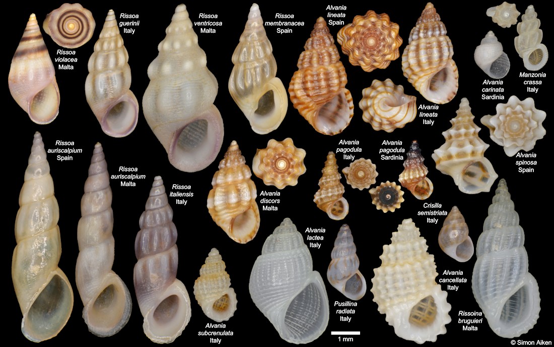 Selected Rissoidae Of The Mediterranean Sea