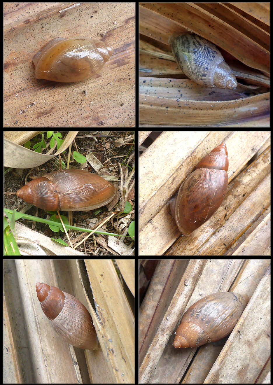 Euglandina rosea (Frussac, 1821) Rosy Wolfsnails In Situ