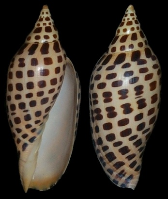 Scaphella junonia (Lamarck, 1804)