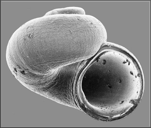 Skenea species [see Lee (2009: 58; species no. 268)]