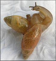 Euglandina rosea (Frussac, 1821) Mating 