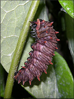 Polydamus Swallowtail [Battus polydamus] Larva