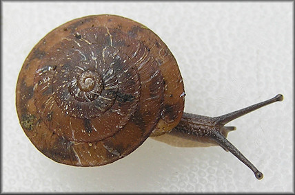 Stenotrema spinosum (I. Lea, 1830) Carinate Slitmouth