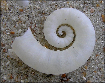 Spirula spirula (Linnaeus, 1758) Ram’s Horn Squid