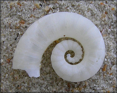 Spirula spirula (Linnaeus, 1758) Ram’s Horn Squid