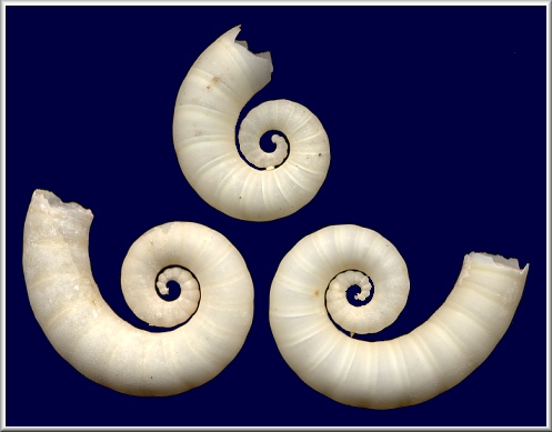 Spirula spirula (Linnaeus, 1758) Ram’s Horn Squid 