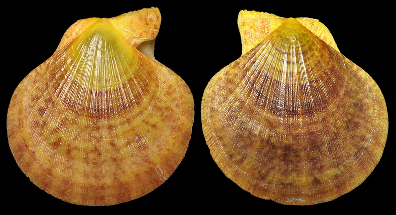 Laevichlamys multisquamata (Dunker, 1864) Many-ribbed Scallop