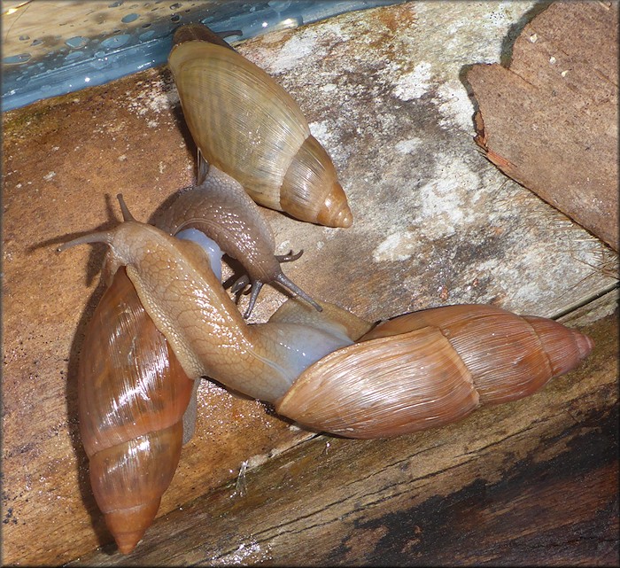 Euglandina rosea (Frussac, 1821) Group Mating
