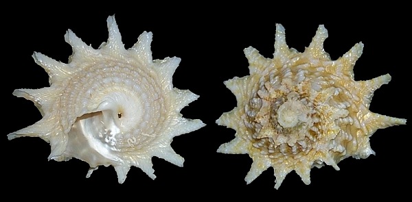 Astralium phoebium (Rding, 1798) Longspine Starsnail
