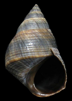 Echinolittorina angustior (Mrch, 1876) Slender Periwinkle
