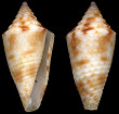 Conus stearnsii Conrad, 1869