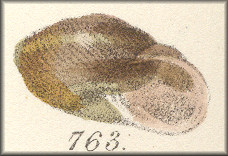 Helix strumosa Reeve (1852: pl. 127, fig. 763). The type figure.