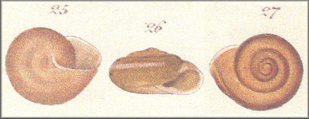 Helix strumosa Reeve 1852 as it appeared in L. Pfeiffer, 1854b: Taf. 158, Figs. 25-27.