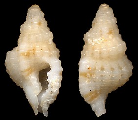 Distorsomina pusilla (Pease, 1861) - type species