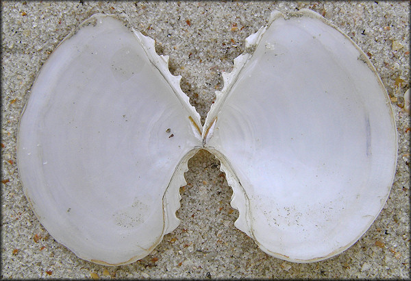 Tellidora cristata (Récluz, 1842) White-crest Tellin