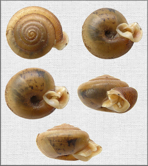 Daedalochila sp. aff. subclausa (Pilsbry, 1899) variant C, cf. Suwannee Liptooth