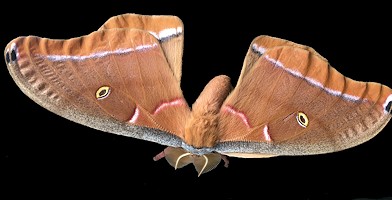  Polyphemus moth [Antheraea polyphemus]