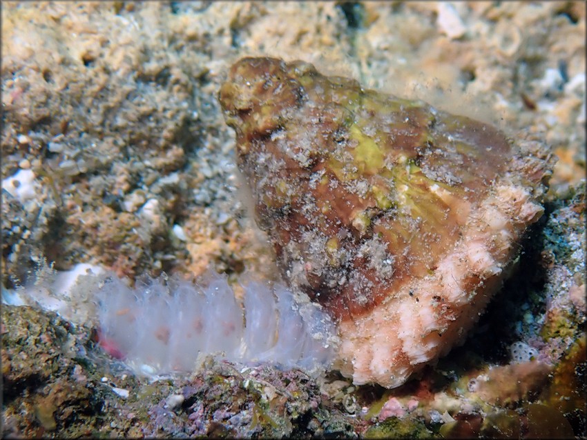 Lithopoma tectum ([Lightfoot], 1786) West Indian Star Snail Depositing Eggs
