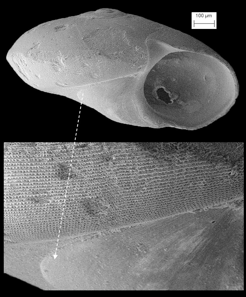 Teinostoma goniogyrus Pilsbry and McGinty, 1945 Angle-whorled Vitrinella