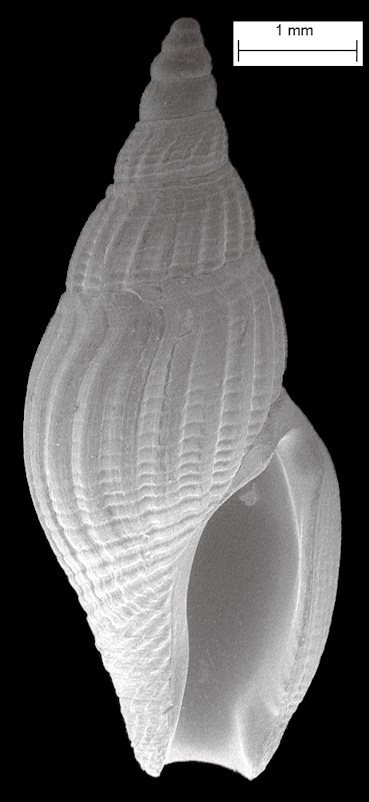 Thelecythara wieserae (Mansfield, 1930) [new combination] Fossil
