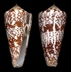 Conus thomae Gmelin, 1791