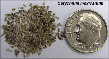 Carychium mexicanum Pilsbry, 1891 Southern Thorn