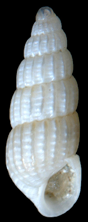 Turbonilla (Pyrgiscus) species A 