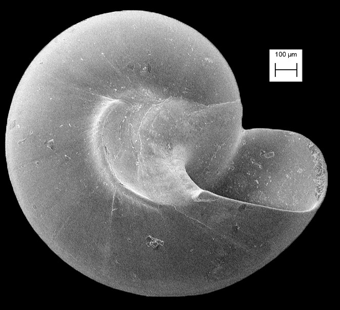 Teinostoma lituspalmarum Pilsbry and McGinty, 1945 Palm Beach Vitrinella
