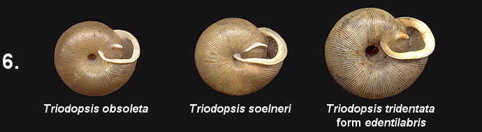 The Genus Triodopsis