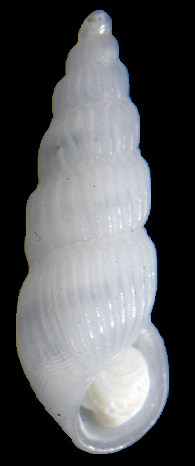 Turbonilla (Strioturbonilla) riisei (Mrch, 1875) Riises Turbonille