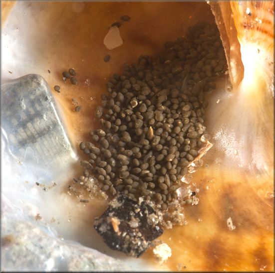 Xenophora Conchyliophora Born 1780 American Carriersnail Expelling Feces