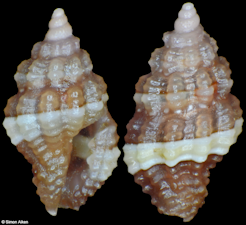 Hemilienardia species novum